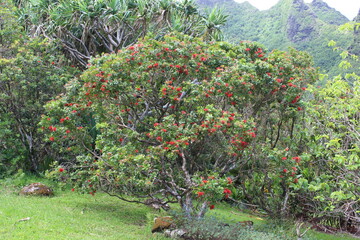 Fototapeta na wymiar tree with red blossoms