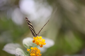 Portrait eines tropischen Schmetterlings auf einer Pflanze.
