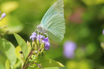 butterfly on a flower