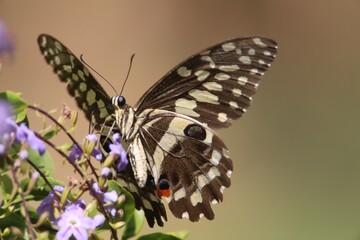 butterfly on a flower