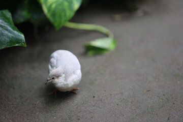 Nahaufnahme, Portrait einer Zwergwachtel, eine Art der Fasanenartigen (Phasianidae).
