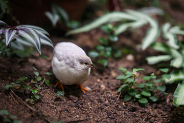 Nahaufnahme, Portrait einer Zwergwachtel, eine Art der Fasanenartigen (Phasianidae).
