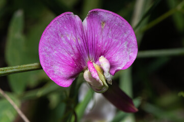 Fototapeta na wymiar Fleur de Lathyrus latifolius - Perenial Peavine - Gesse à large feuilles