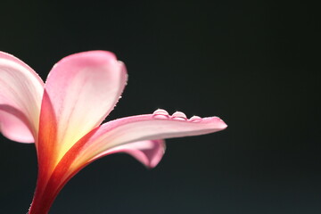 close up of a pink lily