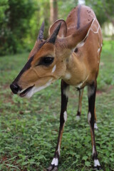 antelope in the forest