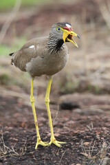 close up of a senegallese lapwing