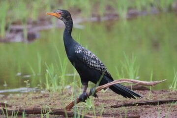 cormorant 