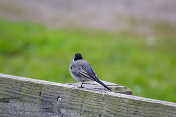 Eine kleine Bachstelze sitzt auf einer hölzenern Brüstung.

