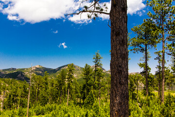 View from the Needles Highway in Summer, Custer State Park, South Dakota
