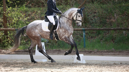 Dressage horse white mold with rider during a dressage test in the collected gallop..