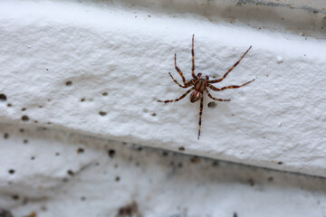 Eine Spaltenkreuzspinne klettert an einer Mauer hoch.
