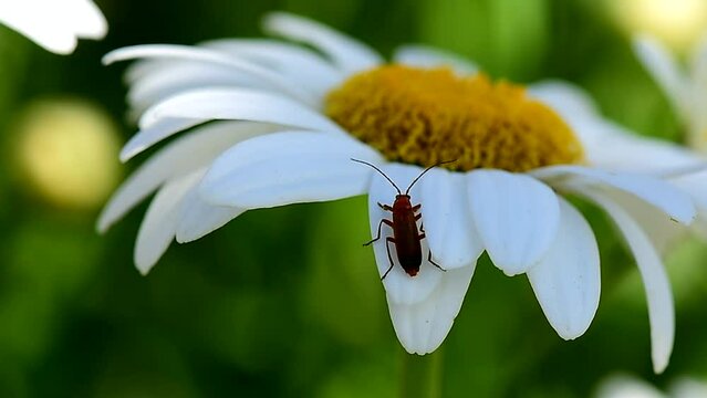 Macro of insect walking on a Daisy petal.