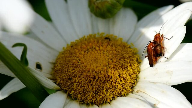 Macro of insects mating on a Daisy petal.