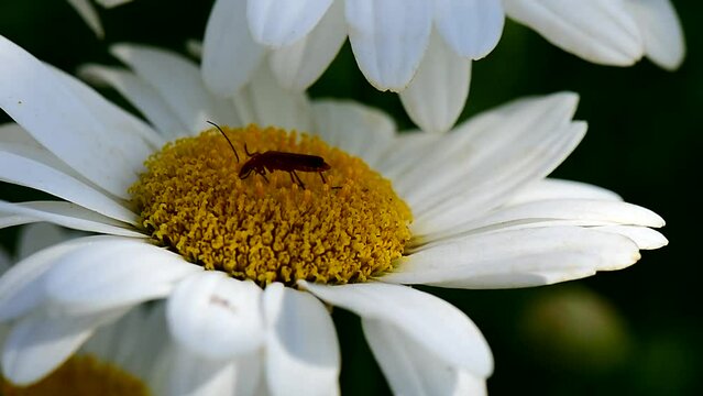 Macro of insect feeding on a Daisy flower.