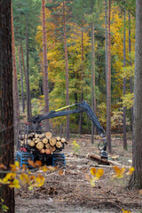 Ein Waldarbeiter holt mit einem Spezialfahrzeug gefällte Baumstämme aus dem Wald.
