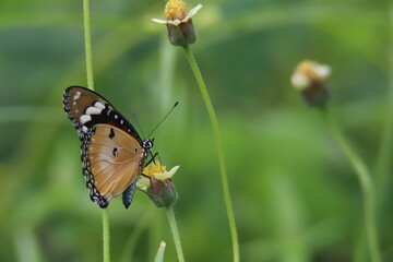 butterfly on a flower