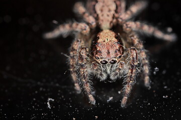spider on the ground