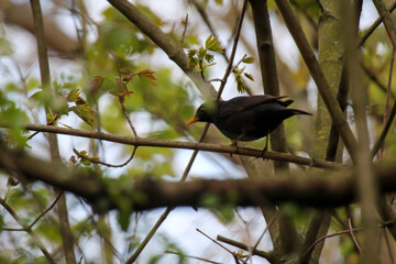 Zwischen den Zweigen eines Baumes sitzt eine Amsel.
