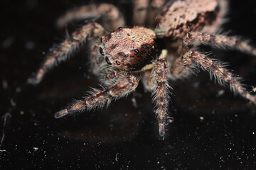 wolf spider