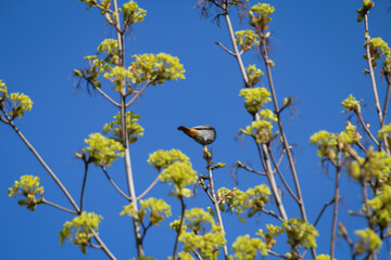 Ein Hausrotschwanz sitzt an der Spitze eines Baumes.

