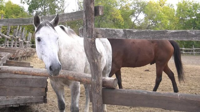 Slow Motion Two Haflinger horses inside a corral
