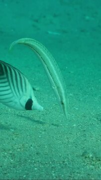 VERTICAL VIDEO: Butterfly fish with Wrasse fish feeds on the sandy bottom. Cross Stripe Butterfly (Chaetodon auriga) and Cigar Wrasse (Cheilio inermis), Slow motion