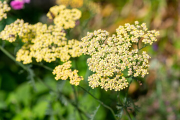 Yellow common yarrow (achillea millefolium) flowers in bloom