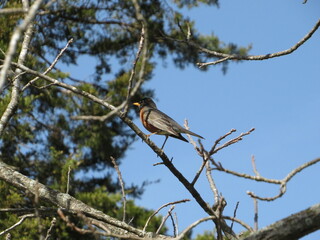 A Robin on a branch