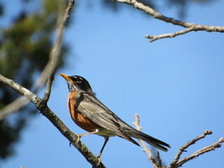 Robin on a branch