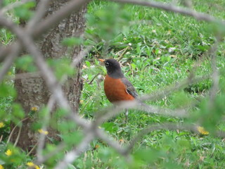 Robin on the grass