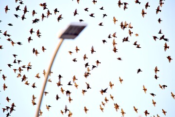 Vogelschwarm umfliegt Strassenlaterne