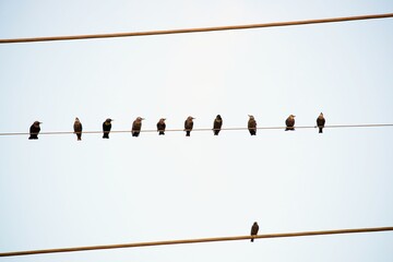 Vögel auf Telefonleitung