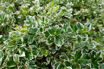 Fototapeta na wymiar Wintercreeper Euonymus (Euonymus fortunei) is an evergreen that can grow as a ground cover, vine, or bush. Learn about this versatile plant.
