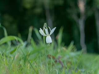 daffodil flower blooming outdoors in spring narcissus triandrus