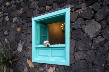 Dog leaning out of a blue window with a sad look in his eye