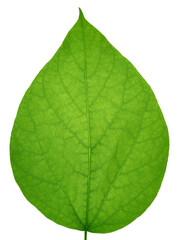 Close up of green leaf texture. Fresh leaf detail. Organic structure with veins.