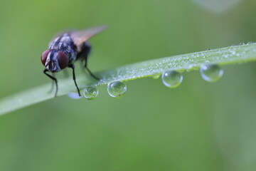 Fototapeta na wymiar fly on dew grass 