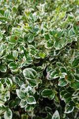 Euonymus fortunei, commonly called wintercreeper euonymus, is a dense, creeping to mounding, broadleaf evergreen to semi-evergreen subshrub.