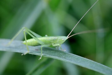 grasshopper on the grass