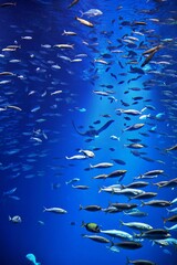 Fototapeta premium Fischschwarm unter Wasser