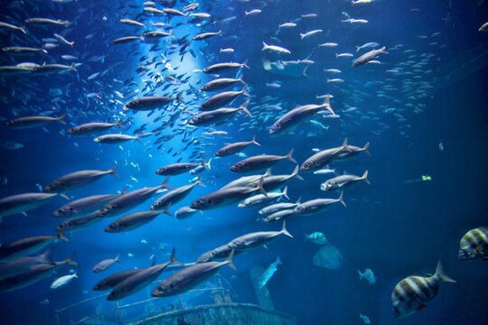 Fischschwarm unter Wasser