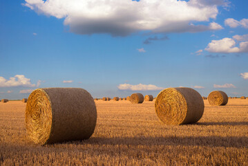 Hay bales on agriculture field after harvest on a sunny summer day