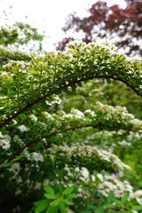 Fototapeta premium Spiraea nipponica (Snowmound). Spirea. Snowmound Spirea is covered with beautiful delicate white flowers May to early June.