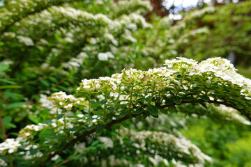 Spiraea Nipponica (Snowmound) has graceful spreading branches, and clusters of small white flowers which completely cover the upper sides.