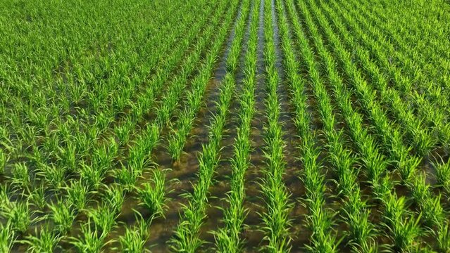 Low flyover rows of green rice in irrigated field on sunny day