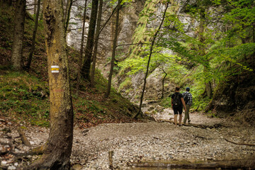 Two friends are traveling through the mountains in the summer with backpacks. In the mountain forest.