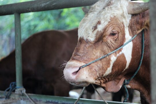 Livestock - Group of cows or cattle are prepared for sacrifices on Eid al-Adha or Eid al-qurban. Bos taurus.