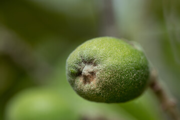 Close-up of an immature, green loquat (Eriobotrya japonica) still hanging on the tree.