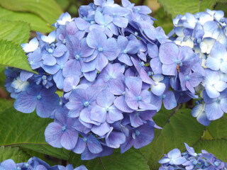 blue hydrangea flower