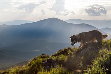 Close up photo of grey Siberian husky dog enjoying the mountains nature